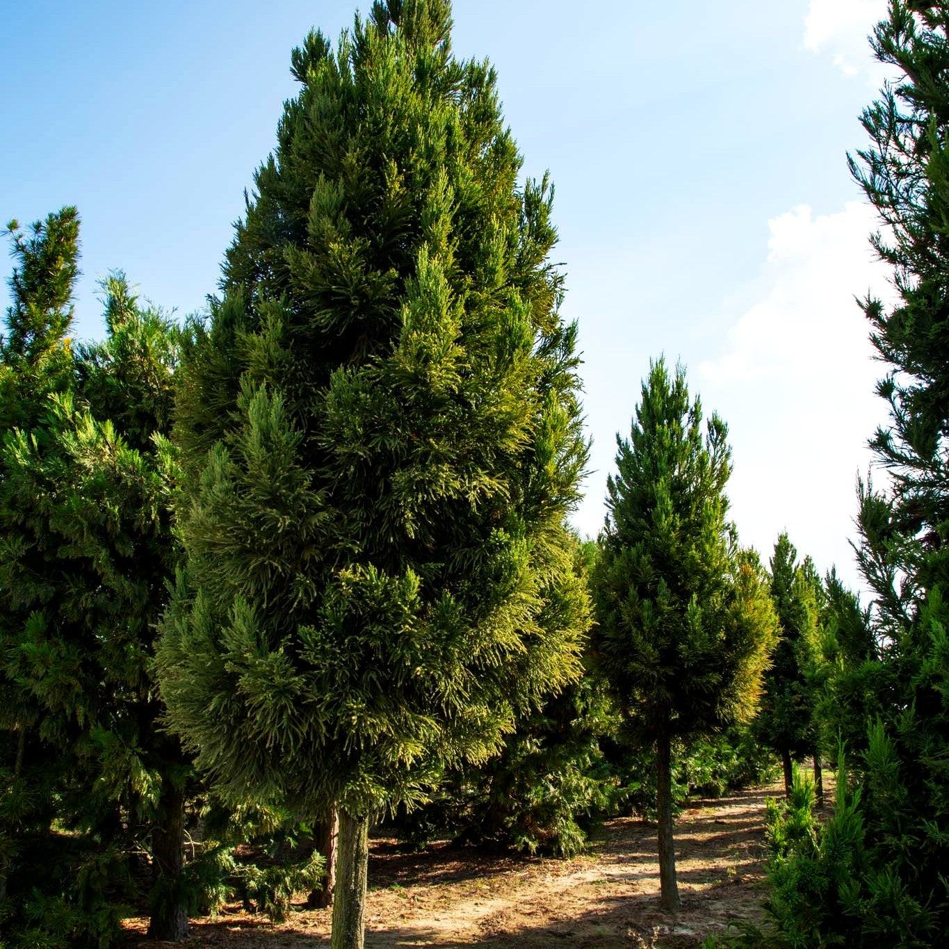 Japanische Sicheltanne 'Compacta' (Cryptomeria japonica)