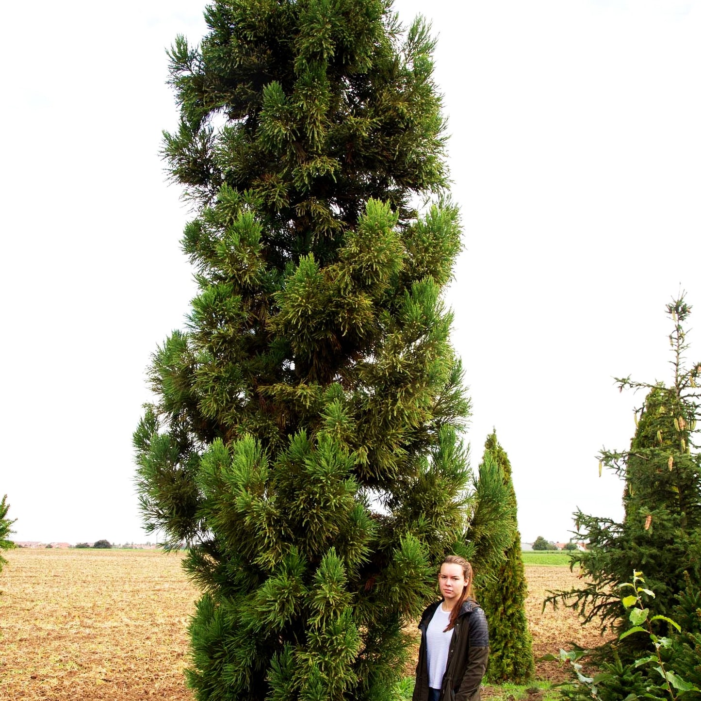 Japanische Sicheltanne 'Compacta' (Cryptomeria japonica)