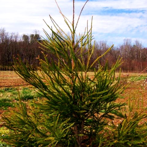 Japanische Sicheltanne 'Dacrydioides' (Cryptomeria japonica)