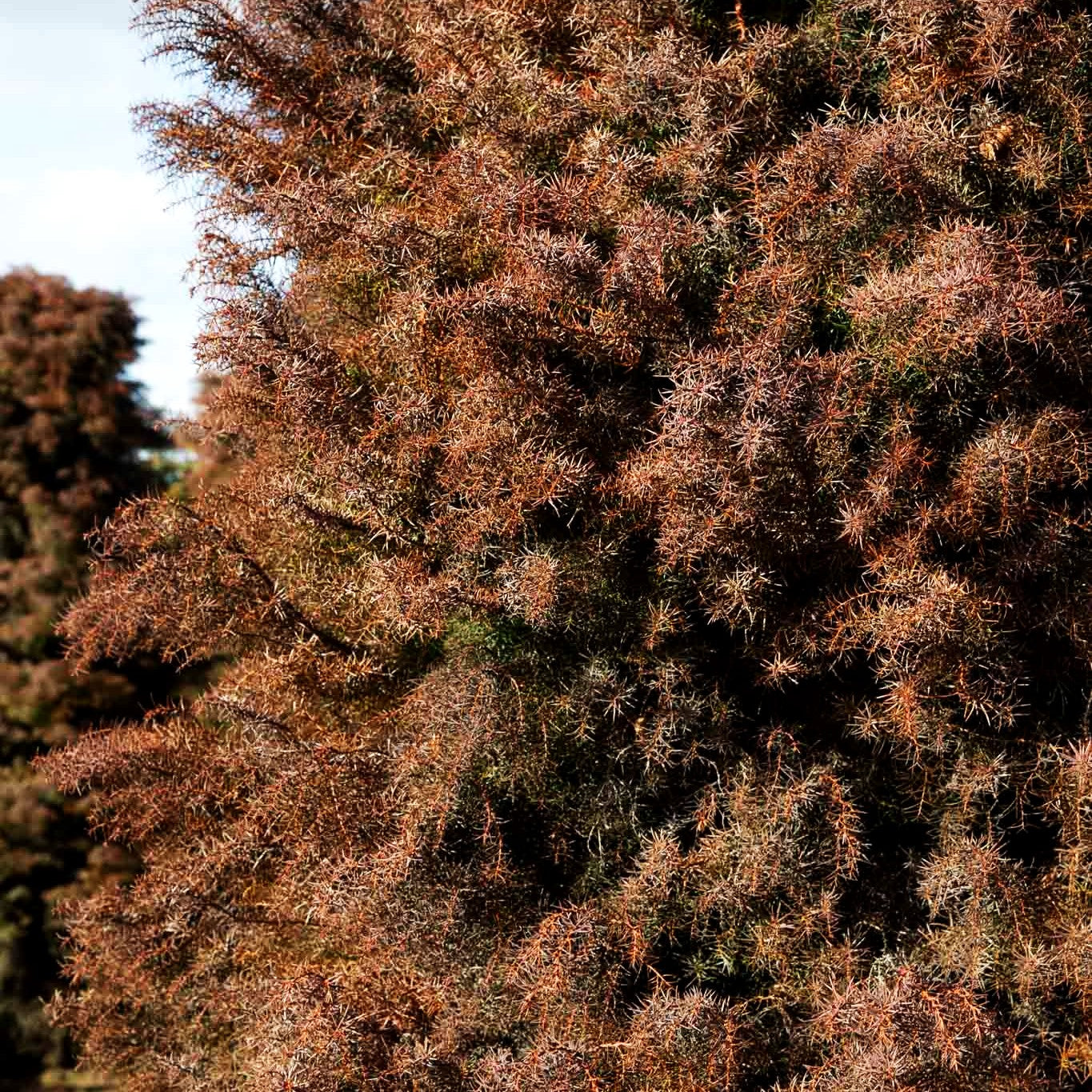 Japanische Sicheltanne 'Elegans' (Cryptomeria japonica)