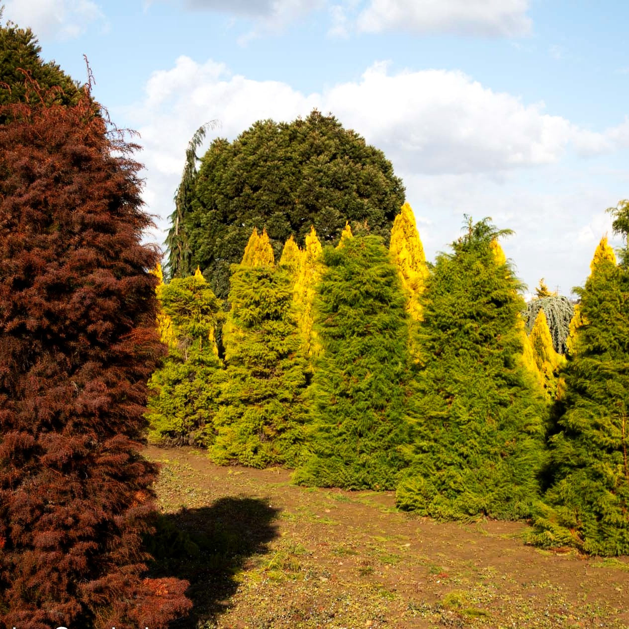 Japanische Sicheltanne 'Elegans' (Cryptomeria japonica)