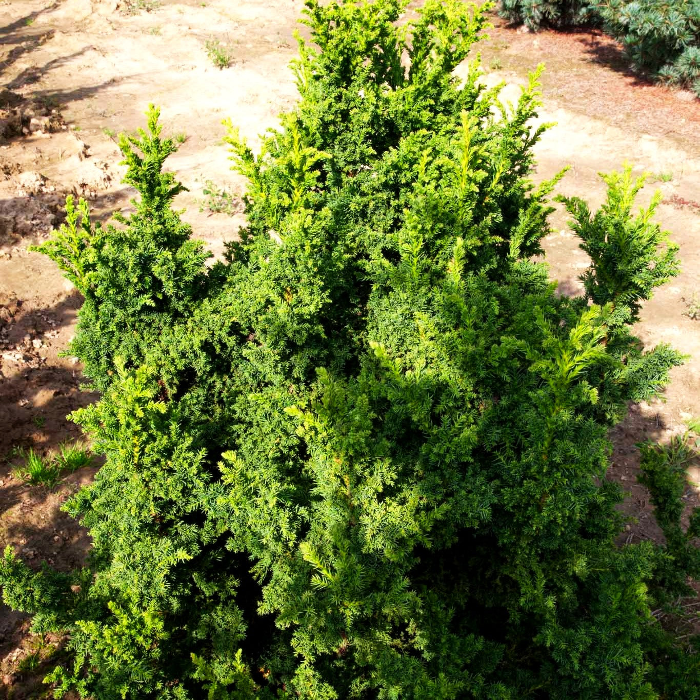 Japanische Sicheltanne 'Giokomo' (Cryptomeria japonica)