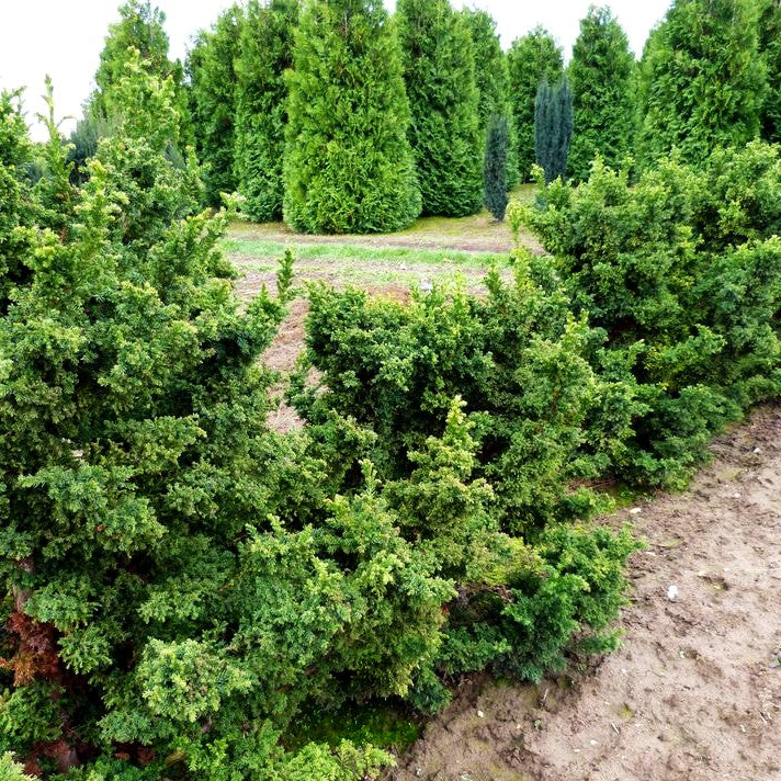 Japanische Sicheltanne 'Giokomo' (Cryptomeria japonica)