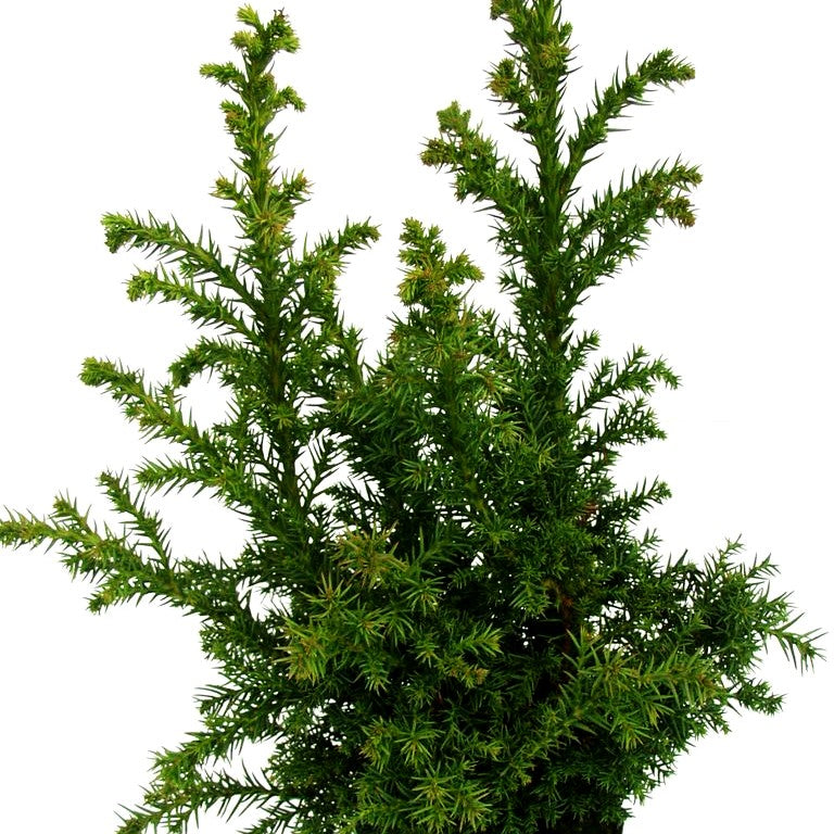 Japanische Sicheltanne 'Giokomo' (Cryptomeria japonica)