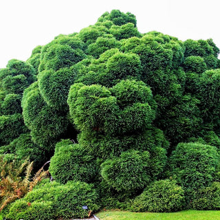 Japanische Sicheltanne 'Globosa Nana' (Cryptomeria japonica)