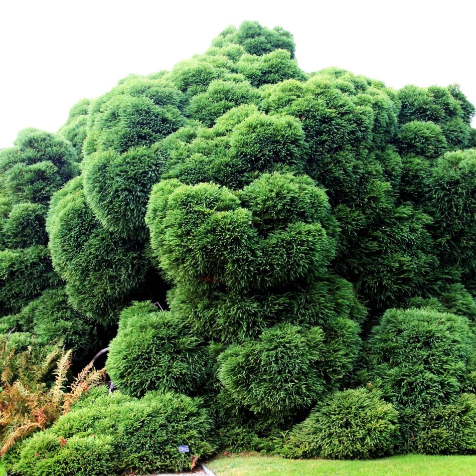 Japanische Sicheltanne 'Globosa Nana' (Cryptomeria japonica)