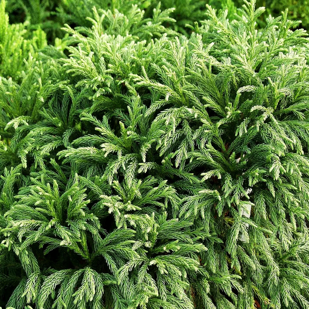 Japanische Sicheltanne 'Globosa Nana' (Cryptomeria japonica)