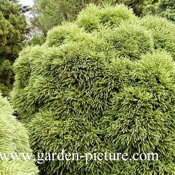 Japanische Sicheltanne 'Globosa Nana' (Cryptomeria japonica)