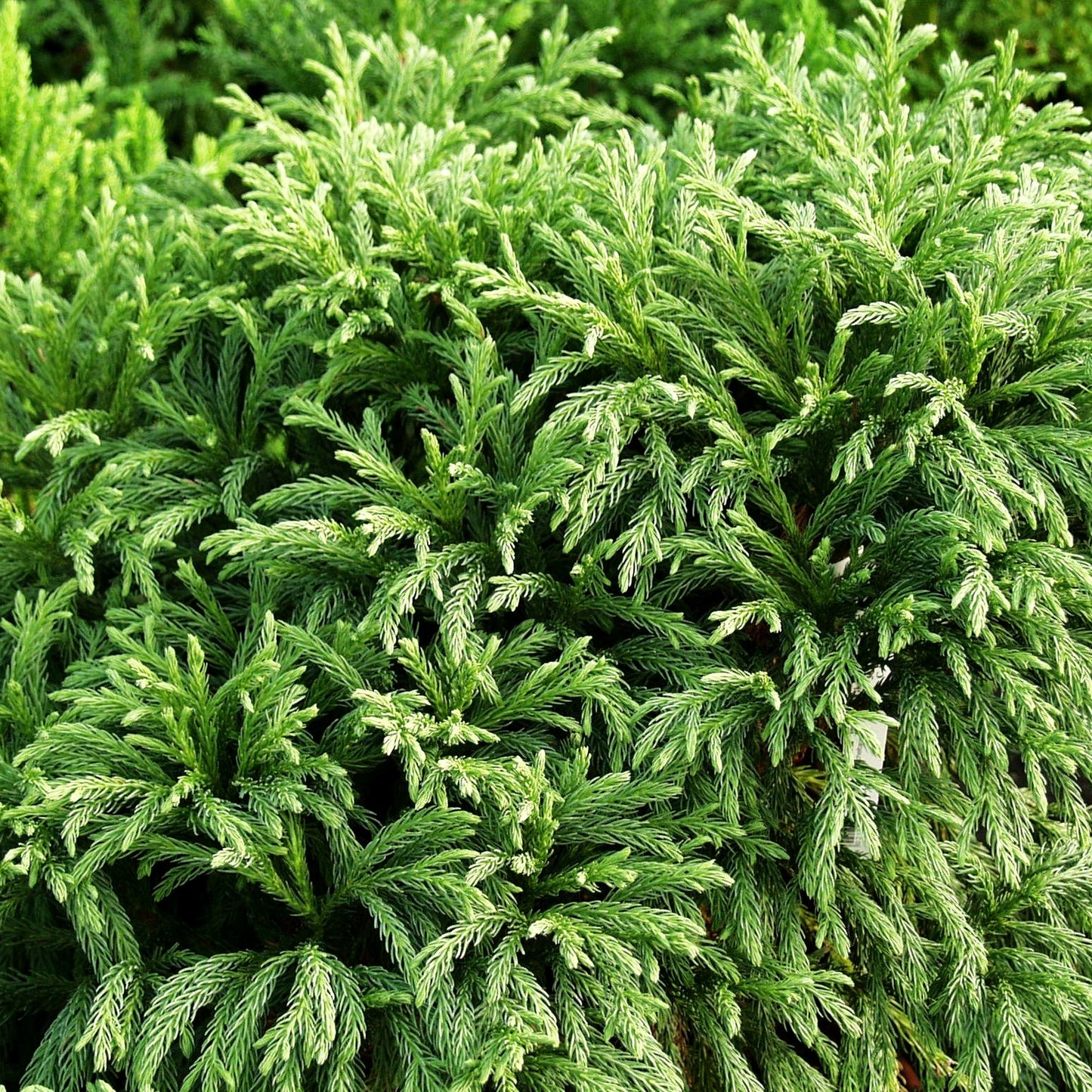Japanische Sicheltanne 'Globosa Nana' (Cryptomeria japonica)