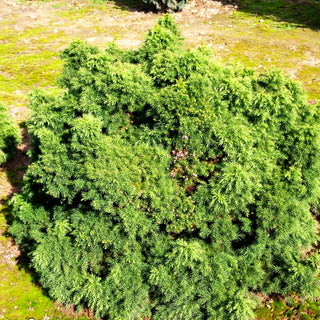 Japanische Sicheltanne 'Monstrosa Nana' (Cryptomeria japonica)