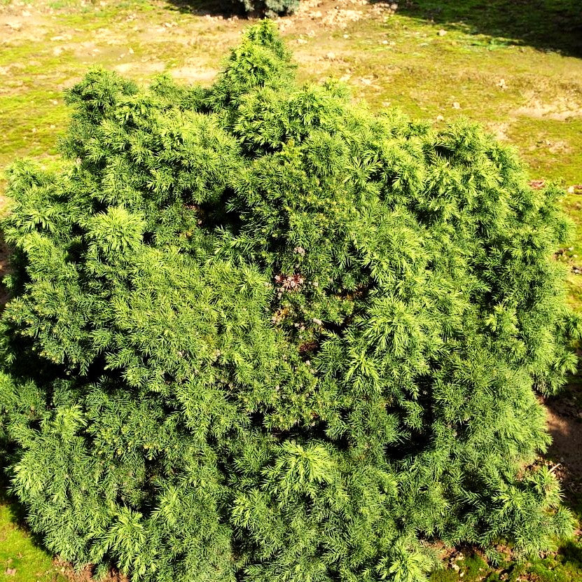 Japanische Sicheltanne 'Monstrosa Nana' (Cryptomeria japonica)