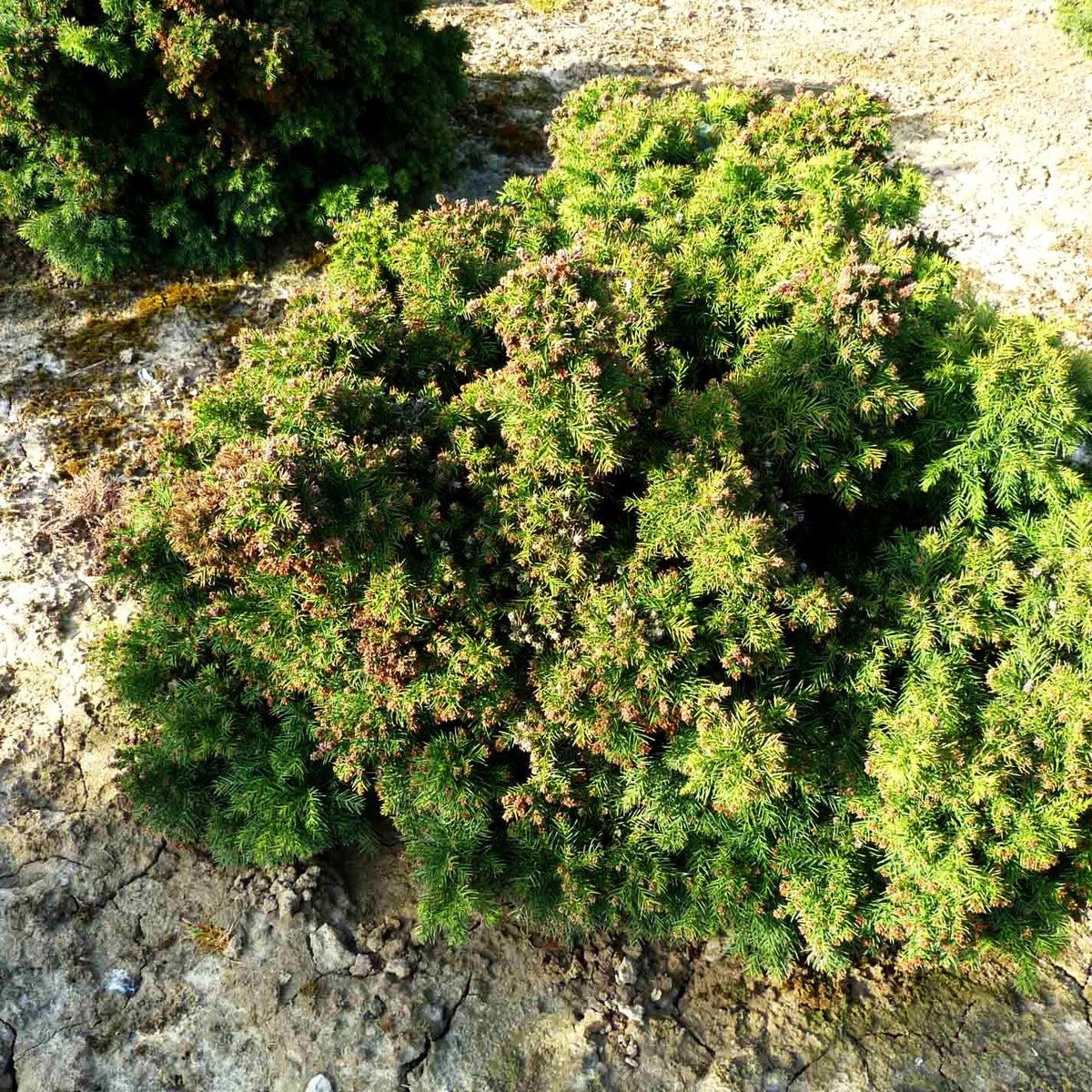 Japanische Sicheltanne 'Monstrosa Nana' (Cryptomeria japonica)