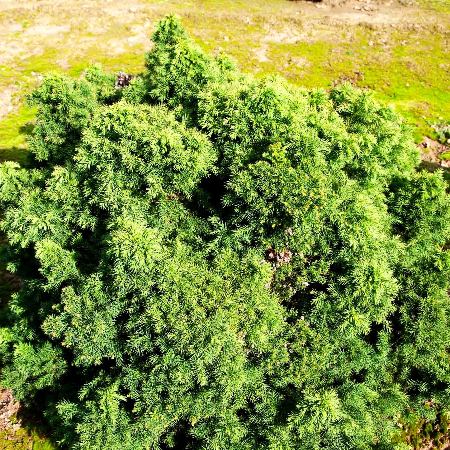 Japanische Sicheltanne 'Monstrosa Nana' (Cryptomeria japonica)