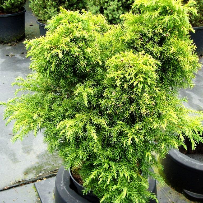 Japanische Sicheltanne 'Monstrosa Nana' (Cryptomeria japonica)