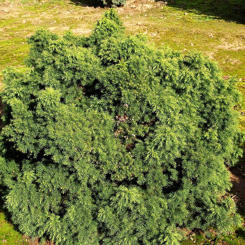 Japanische Sicheltanne 'Monstrosa Nana' (Cryptomeria japonica)