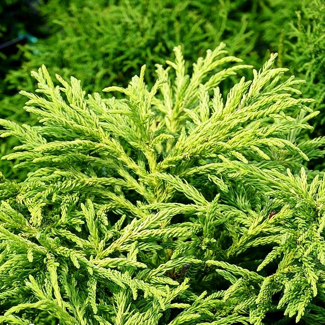 Japanische Sicheltanne 'Spiralis' (Cryptomeria japonica)