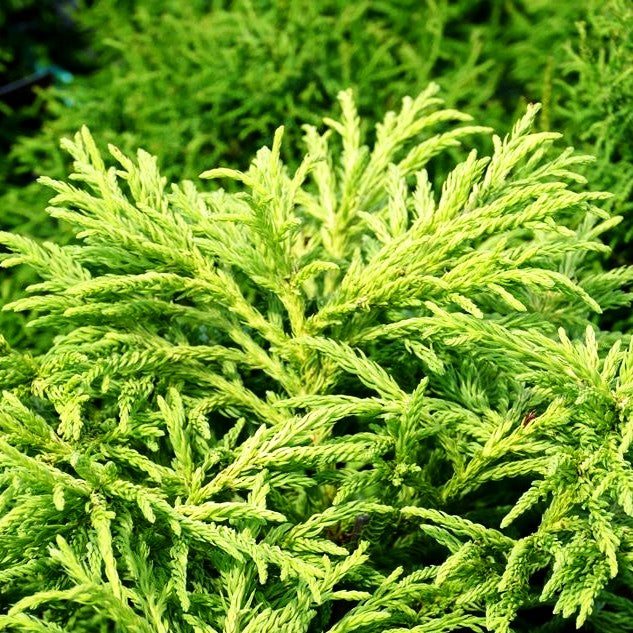 Japanische Sicheltanne 'Spiralis' (Cryptomeria japonica)