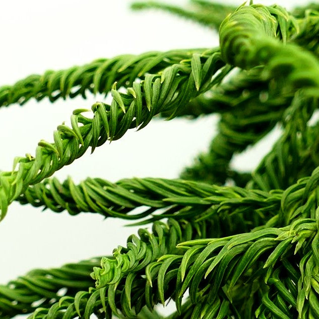 Japanische Sicheltanne 'Spiralis' (Cryptomeria japonica)
