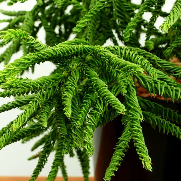 Japanische Sicheltanne 'Spiralis' (Cryptomeria japonica)
