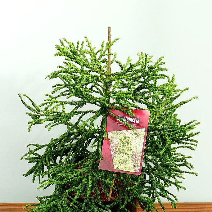 Japanische Sicheltanne 'Spiralis' (Cryptomeria japonica)