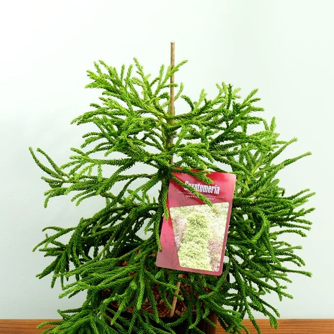 Japanische Sicheltanne 'Spiralis' (Cryptomeria japonica)