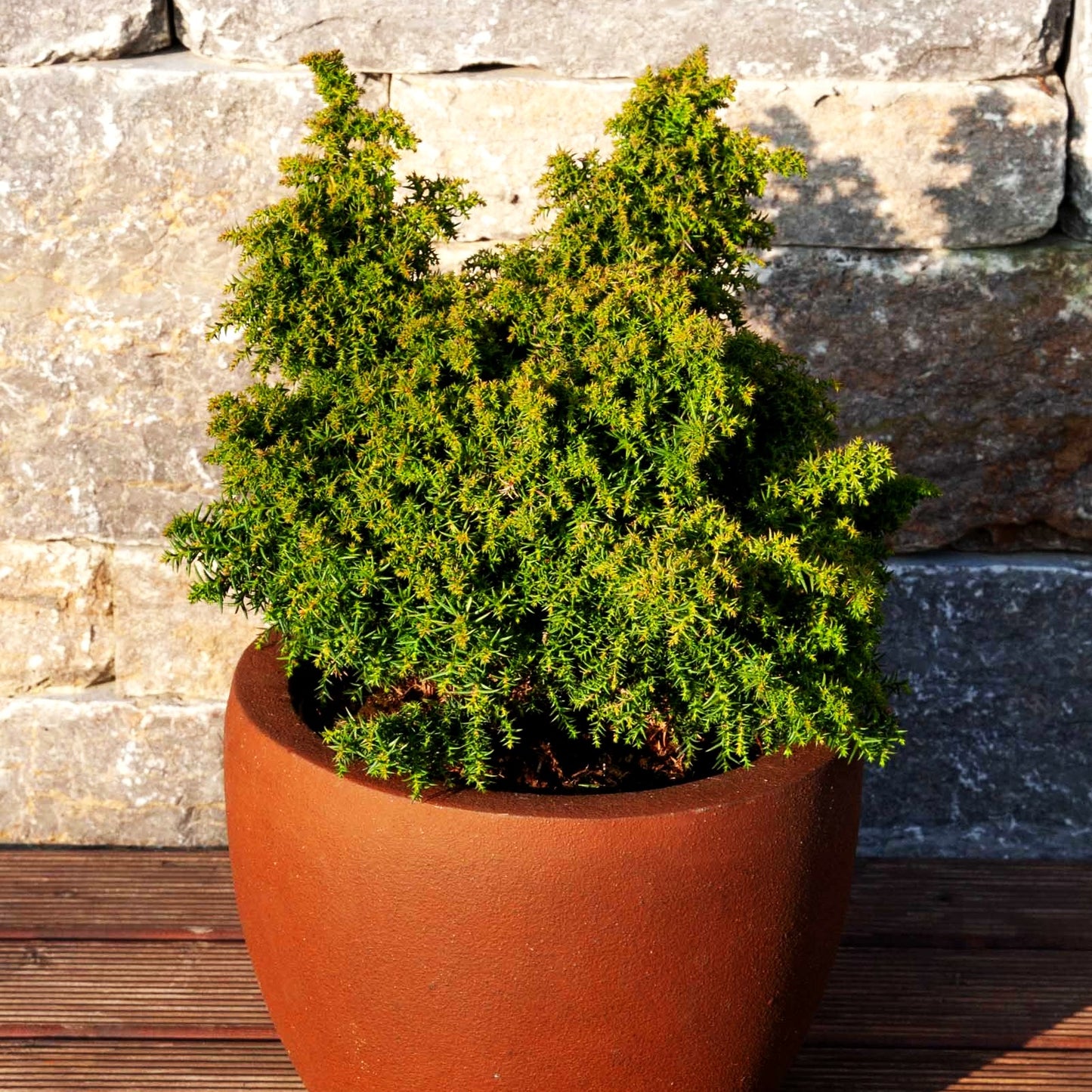 Japanische Sicheltanne 'Yokohama' (Cryptomeria japonica)