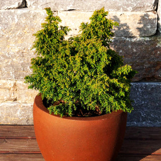 Japanische Sicheltanne 'Yokohama' (Cryptomeria japonica)