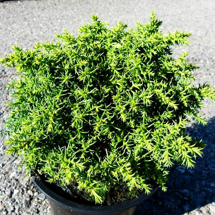 Japanische Sicheltanne 'Yokohama' (Cryptomeria japonica)