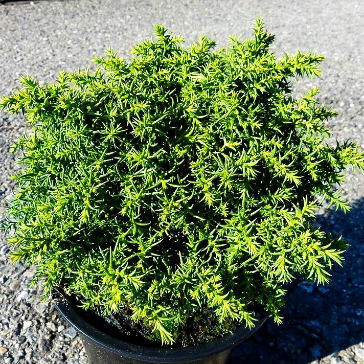 Japanische Sicheltanne 'Yokohama' (Cryptomeria japonica)