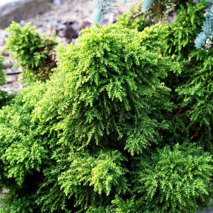 Japanische Sicheltanne 'Yokohama' (Cryptomeria japonica)