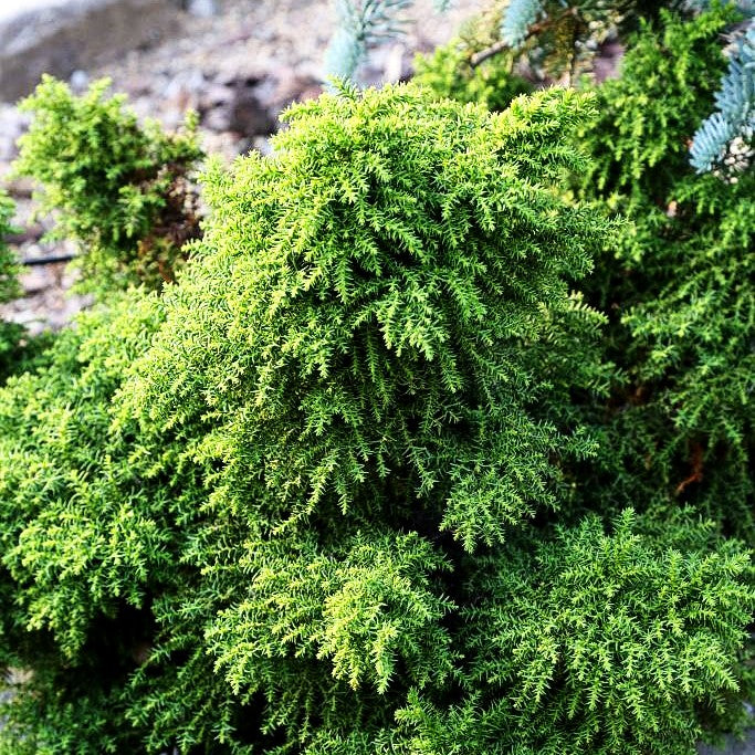 Japanische Sicheltanne 'Yokohama' (Cryptomeria japonica)