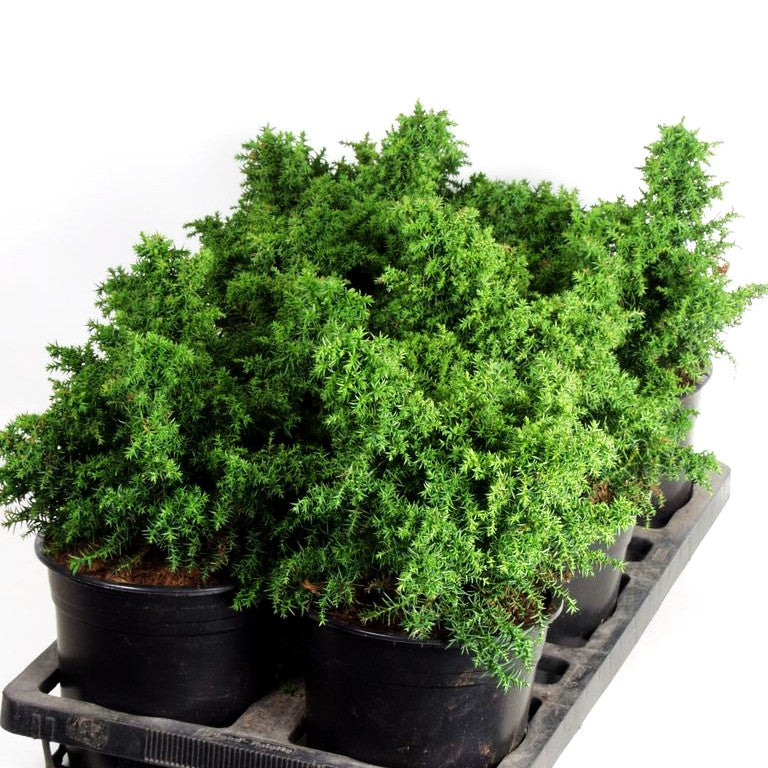Japanische Sicheltanne 'Yokohama' (Cryptomeria japonica)