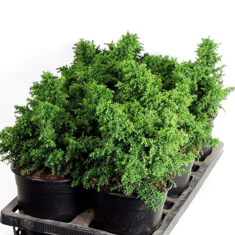 Japanische Sicheltanne 'Yokohama' (Cryptomeria japonica)