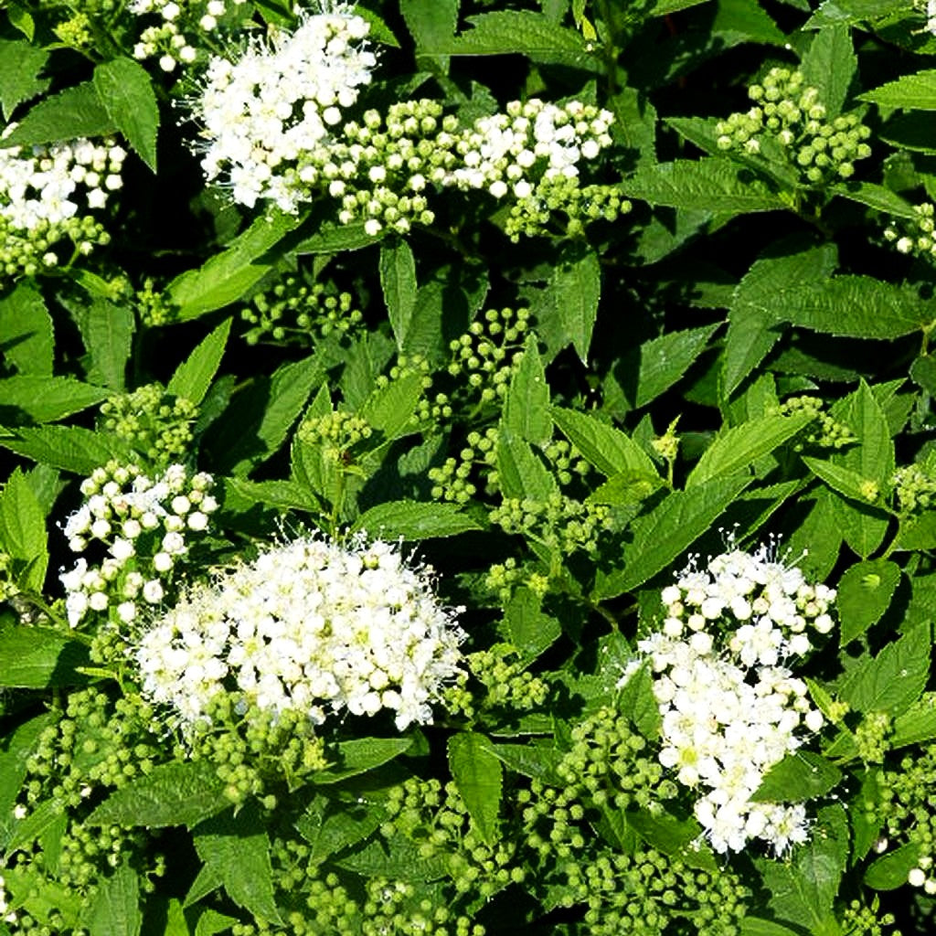 Japanische Sommer-Spiere 'Albiflora' (Spiraea japonica)