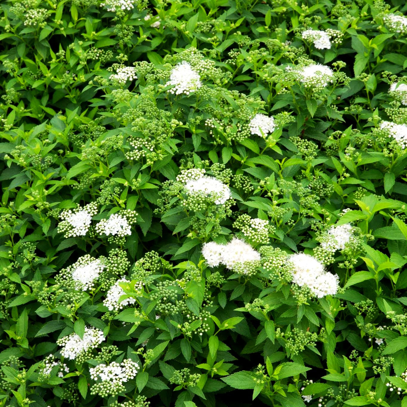 Japanische Sommer-Spiere 'Albiflora' (Spiraea japonica)
