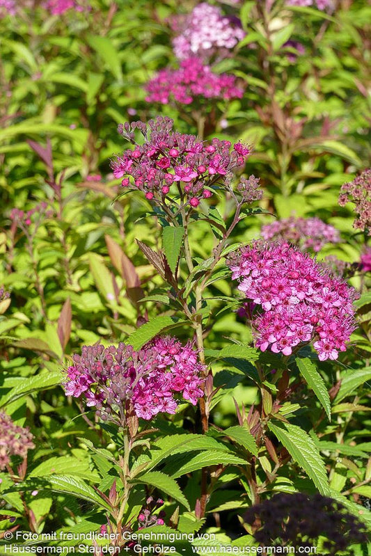 Japanische Sommer-Spiere 'Anthony Waterer' (Spiraea japonica)