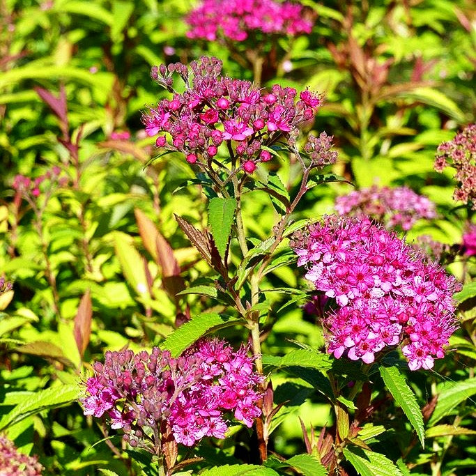 Japanische Sommer-Spiere 'Anthony Waterer' (Spiraea japonica)