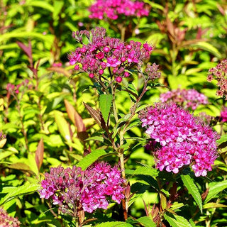 Japanische Sommer-Spiere 'Anthony Waterer' (Spiraea japonica)