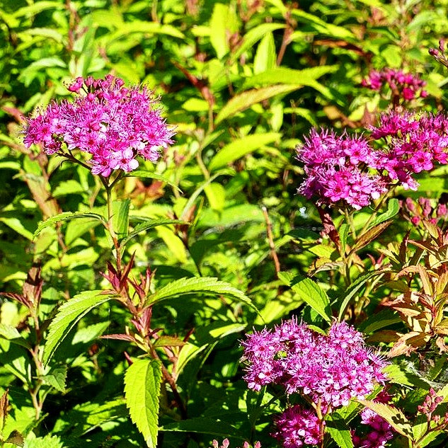 Japanische Sommer-Spiere 'Anthony Waterer' (Spiraea japonica)