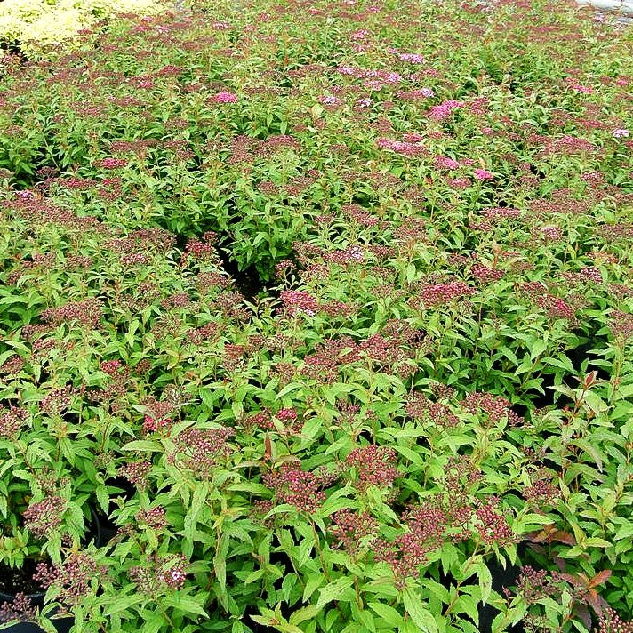 Japanische Sommer-Spiere 'Anthony Waterer' (Spiraea japonica)