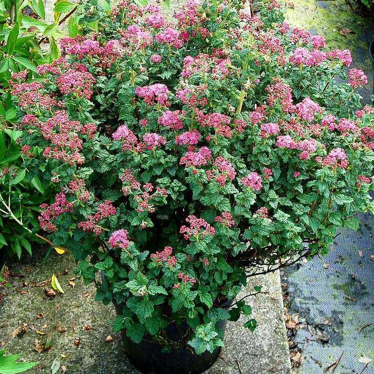 Japanische Sommer-Spiere 'Bullata' (Spiraea japonica)