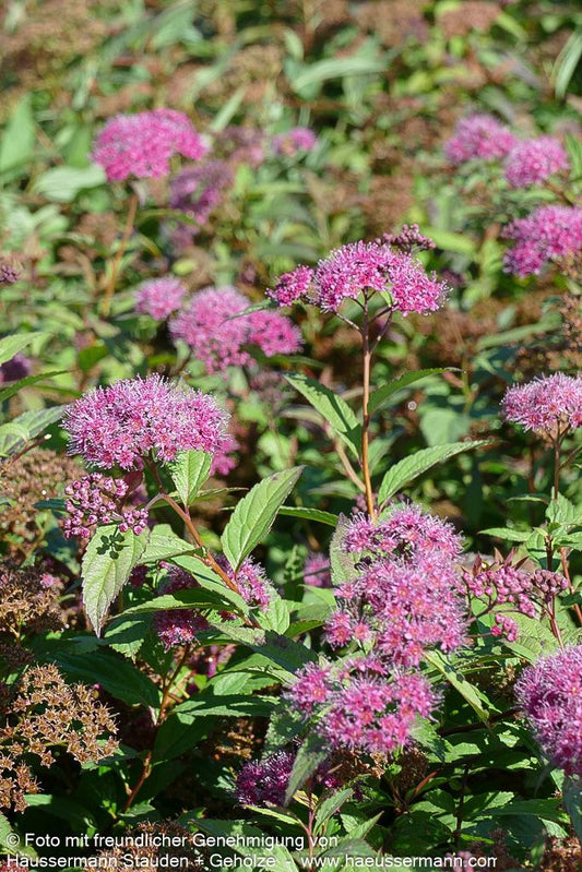 Japanische Sommer-Spiere 'Dart's Red' (Spiraea japonica)