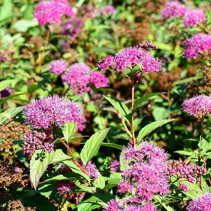 Japanische Sommer-Spiere 'Dart's Red' (Spiraea japonica)