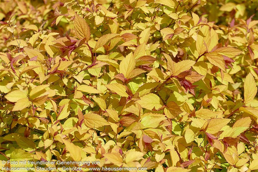 Japanische Sommer-Spiere 'Firelight' (Spiraea japonica)