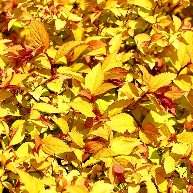 Japanische Sommer-Spiere 'Firelight' (Spiraea japonica)