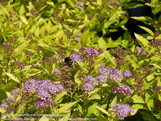 Japanische Sommer-Spiere 'Golden Princess' (Spiraea japonica)
