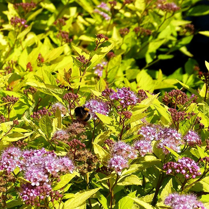 Japanische Sommer-Spiere 'Golden Princess' (Spiraea japonica)