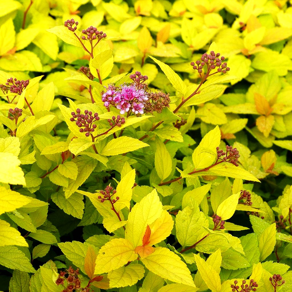 Japanische Sommer-Spiere 'Golden Princess' (Spiraea japonica)