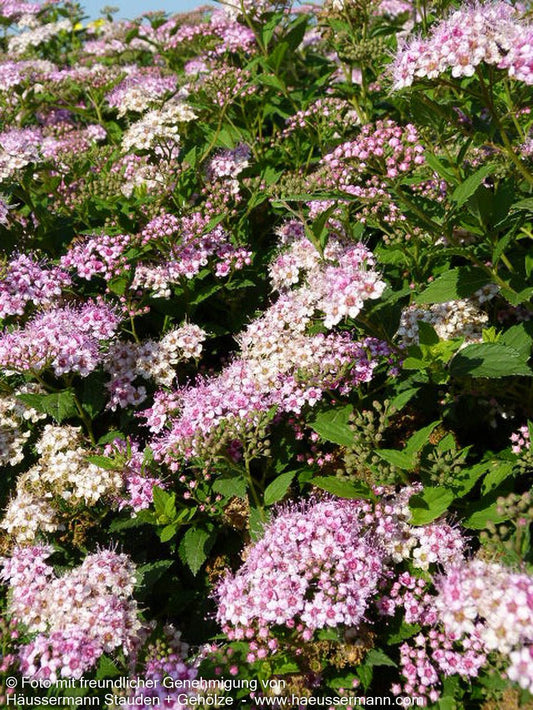 Japanische Sommer-Spiere 'Little Princess' (Spiraea japonica)