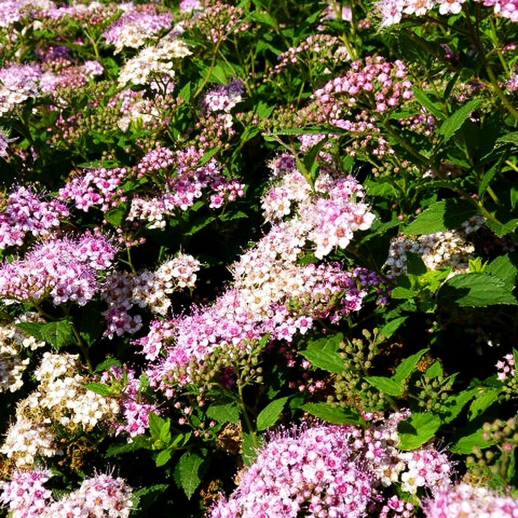 Japanische Sommer-Spiere 'Little Princess' (Spiraea japonica)
